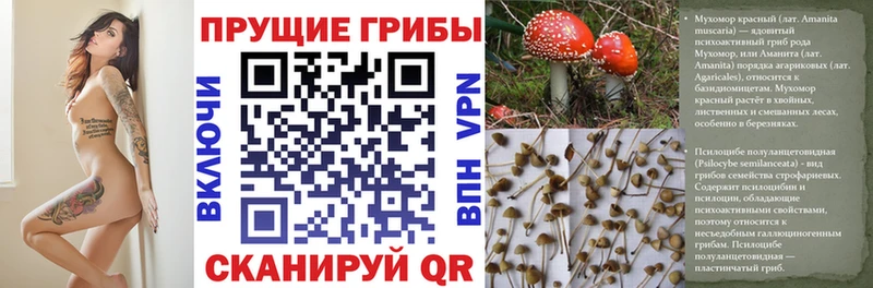 Псилоцибиновые грибы Psilocybe Енисейск